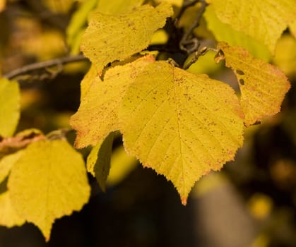 autumn Yellow leaves of a lime tree