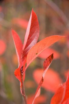 red leaves of chokeberry in autumn. Autumn colours. focus on fron
