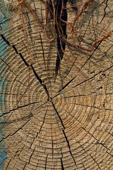 Tree rings are counted to determine the age of a tree