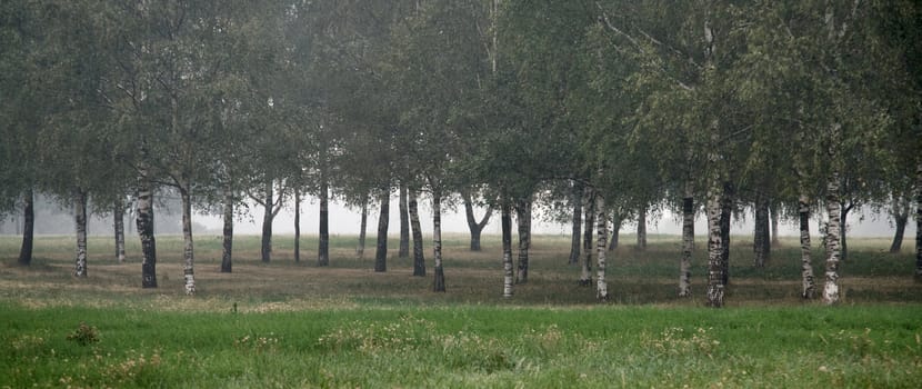 Birch grove with  fog. Trees are growing in line