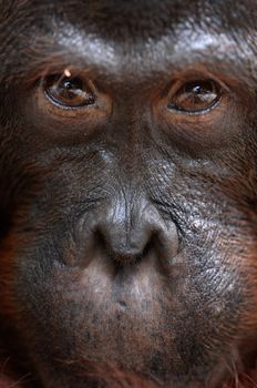 Orangutan Ben. A portrait of the young orangutan on a nickname Ben. Close up at a short distance