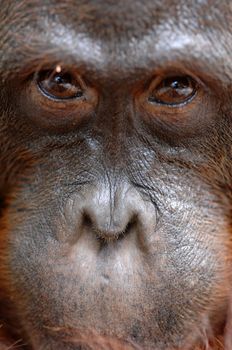 Orangutan Ben. A portrait of the young orangutan on a nickname Ben. Close up at a short distance