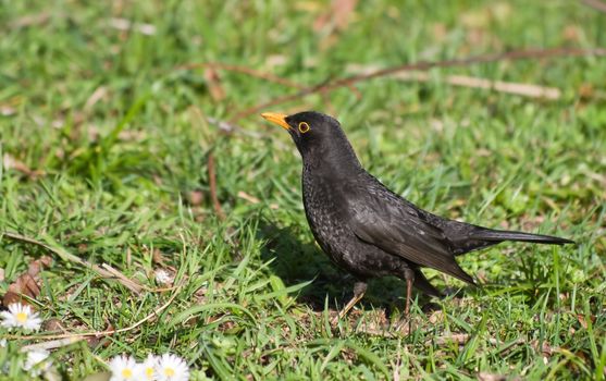 male blackbird walking on a green meadow