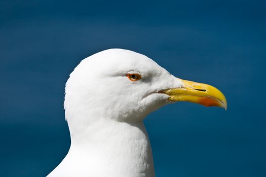 Close up of a seagull standing on a rock near the sea