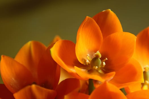 A close-up of an Orange Star flower. (ornithogalum dubium )