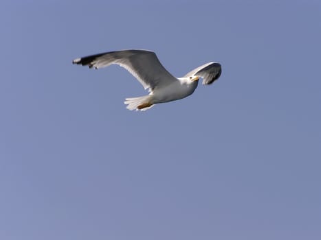 Seagull in flight with spreaded wings against clear blue sky.