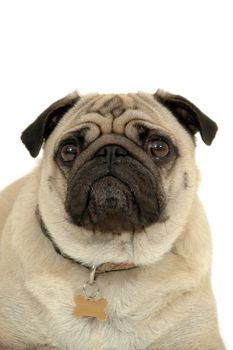 Portrait of a pug on a white background