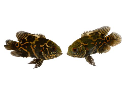 Two fish are looking at eachother. Taken on a clean white background.