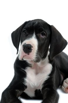 Sweet puppie on a white background