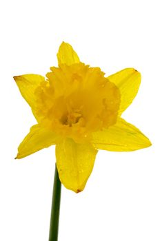 Yellow daffodil on a clean white background