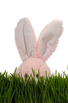 Easter bunny is playing hide and seek in green grass. With a clean white background.