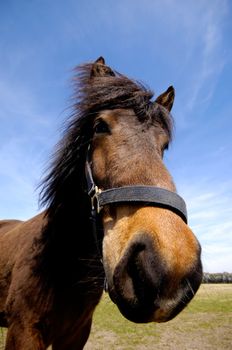 Wide angle shot of horse face. The horse is looking interested.