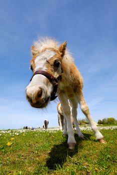 A foal is standing on green grass at summertime