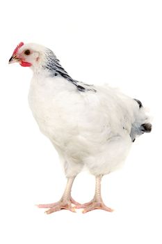 Chicken is standing and looking on a white background.