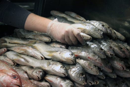 A man stacking fish at a fish market