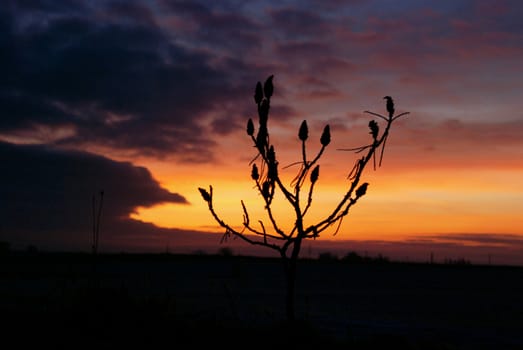 Little bush in early morning sunrise. Nice colors.