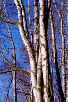 Black and white birch trunks - a wonderful natural rhythm