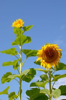 Sunflowers have always come in different sizes