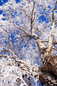 White frost on the old birch accentuate it's beauty