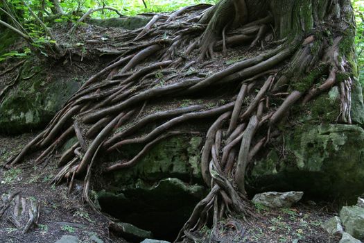 The magical tree roots of a tree growing on the rocks of the Niagara Escarpment.  Shot at the Bruce Caves, near Wiarton, Ontario Canada.