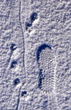 Man came here with his four-legged friend. Traces on snow.