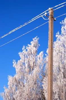Frost crystals grows on electric lines and birches too.