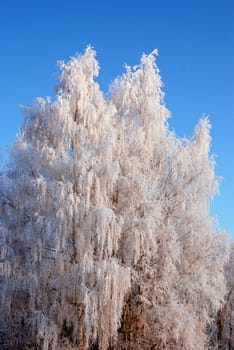 White frost on the old birch accentuate it's beauty