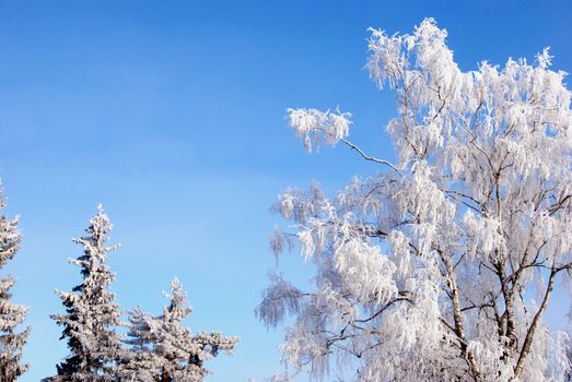 White frost on the old birches and other trees accentuate it's beauty