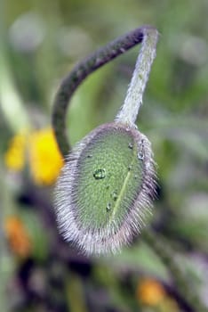 Not long to wait for alive poppies bouquet