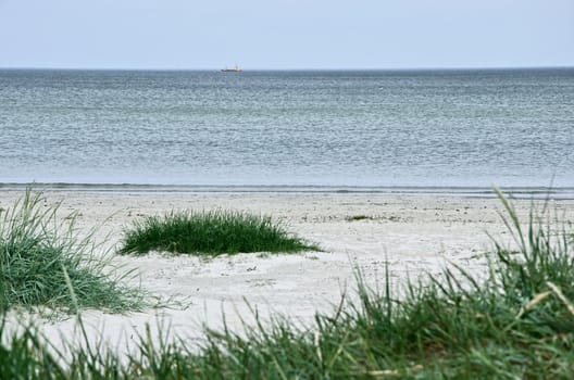 Green grass on a deserted beach