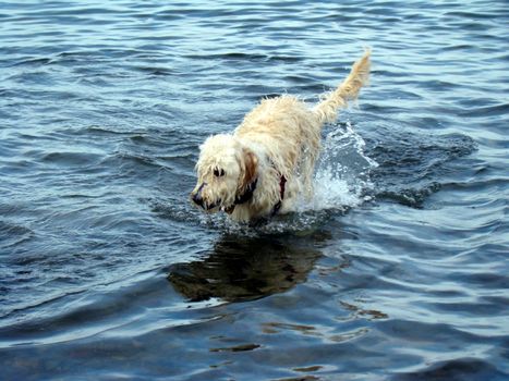 Dog playing in water