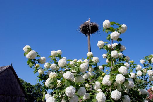 Stork nest with baby surrounded by flowering viburnums