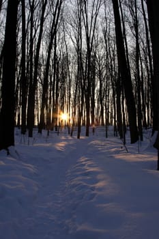 A winter trail lit by the setting sun.

