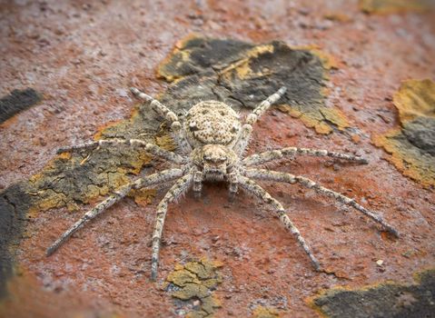 Macrophoto of a small spider on a brown surface