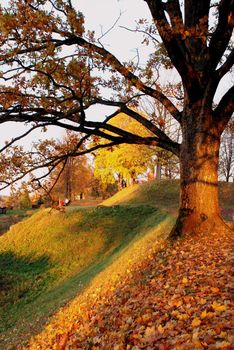 Colorful leaves of sunny autumn falls downhill