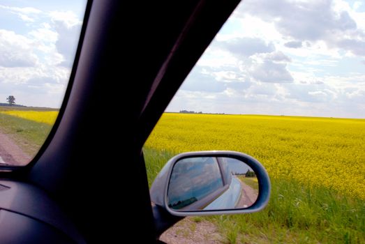 Midsummer journey through the yellow rape fields