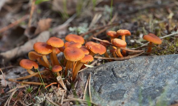 Group of small orange poisonous mushrooms - Hygrocybe miniata