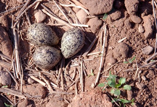 Lapwings nest in the fields of early spring