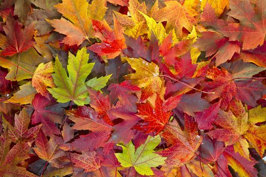 Maple Leaves Mixed Changing Fall Colors Background 2