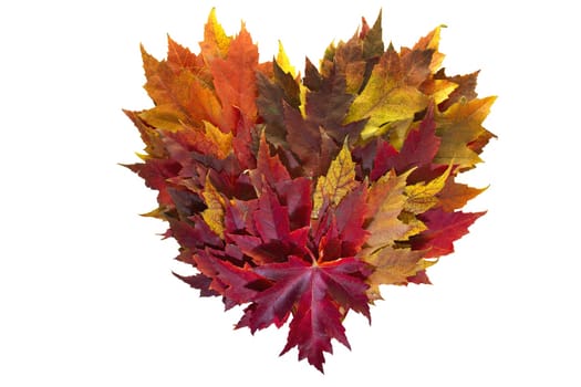 Maple Leaves Mixed Fall Colors Autumn Heart Wreath on White Background