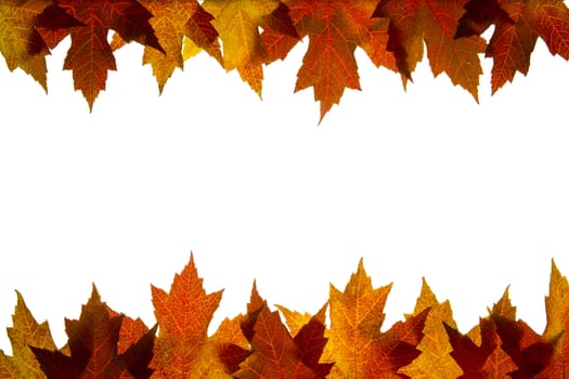 Maple Leaves Mixed Changing Fall Colors Background Backlit 5