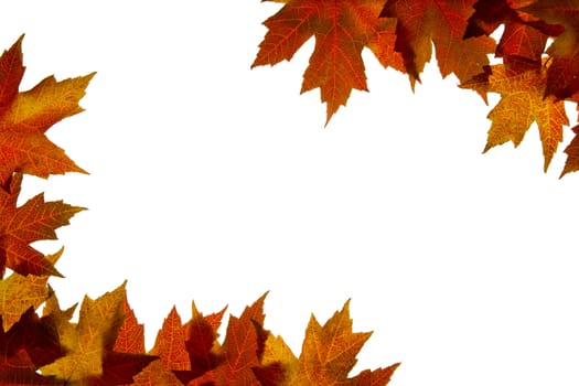 Maple Leaves Mixed Changing Fall Colors Background Backlit 4