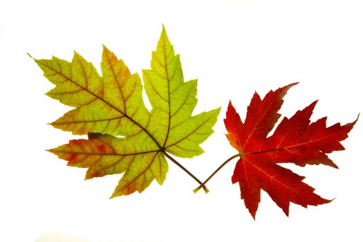 Pair of Red and Green Maple Leaves Backlit on White Background