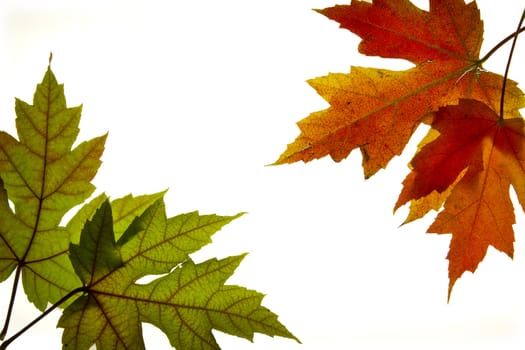 Maple Leaves Mixed Changing Fall Colors Background Backlit 3