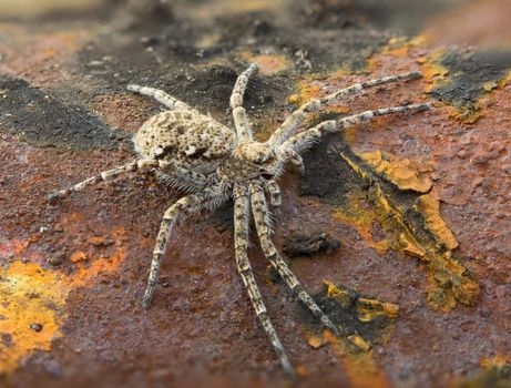 Macrophoto of a small spider on a brown rusty surface