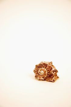 Spiral sea shell isolated on a white background