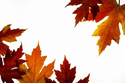 Maple Leaves Mixed Changing Fall Colors Background Backlit 2