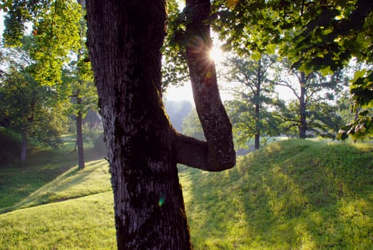 Morning light through the leaves and the old tree in the park