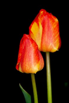 Two red tulips flowers against a dark background