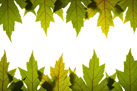 Maple Leaves Green with Red Veins Backlit Background